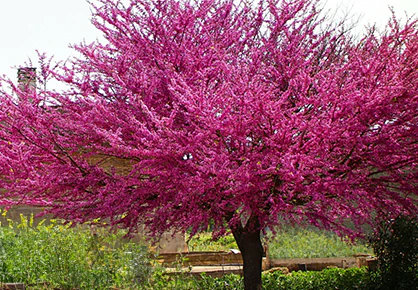 Merlot Redbud