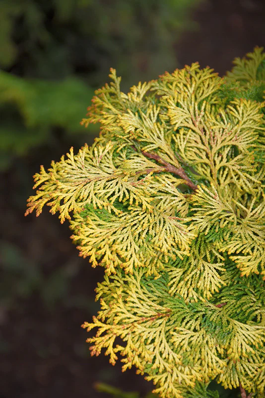 Golden Hinoki Falsecypress