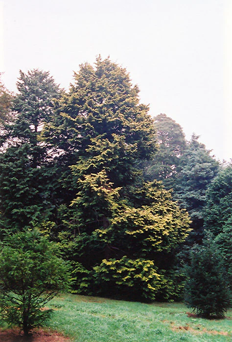 Golden Hinoki Falsecypress - Image 2