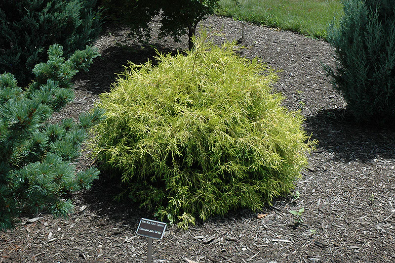 Golden Mop Falsecypress - Image 3