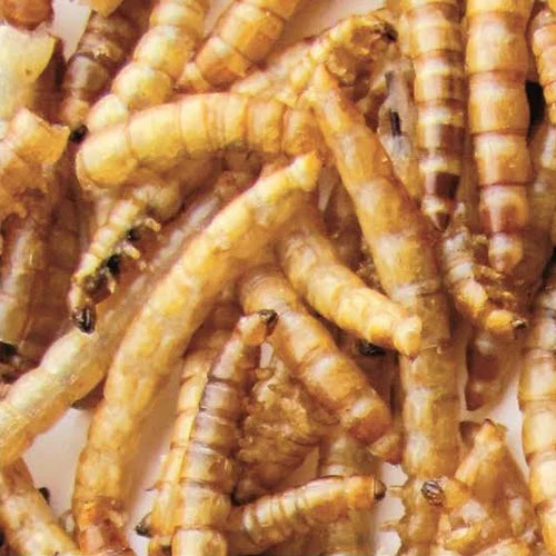 Coles Dried Mealworms - 3.5 oz - Image 2