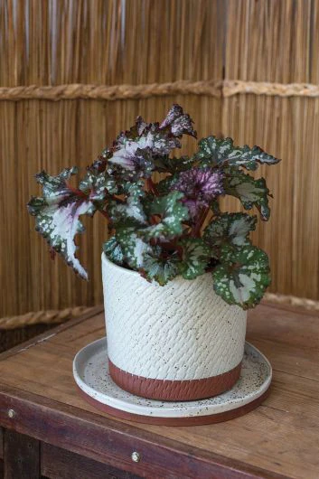 Como Pot 6.5"x6.5" - Image 2