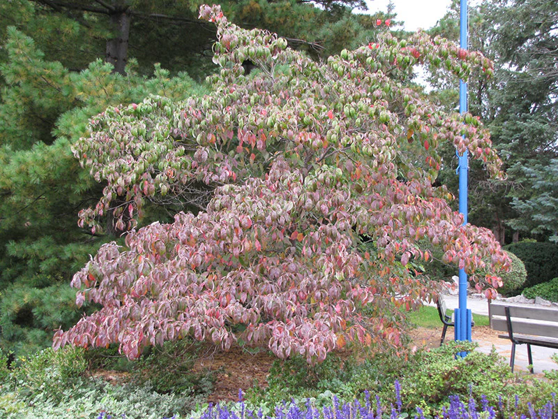 Chinese Dogwood - Image 3