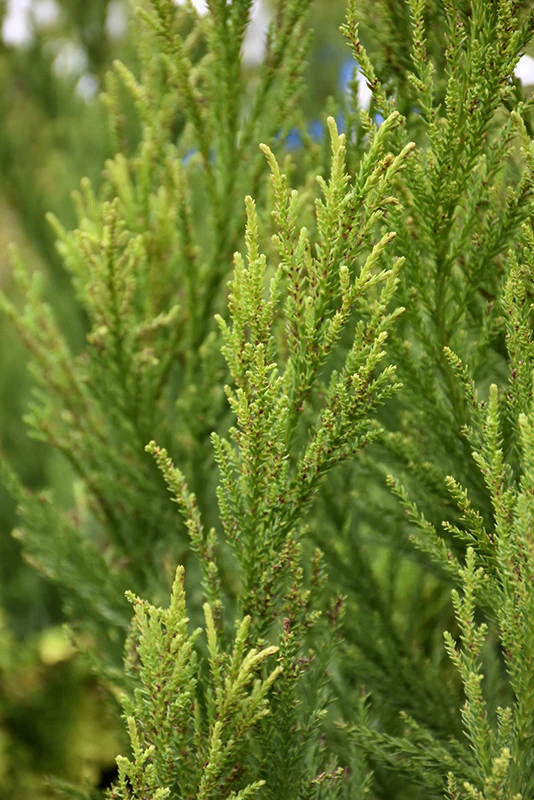 Radicans Japanese Cedar