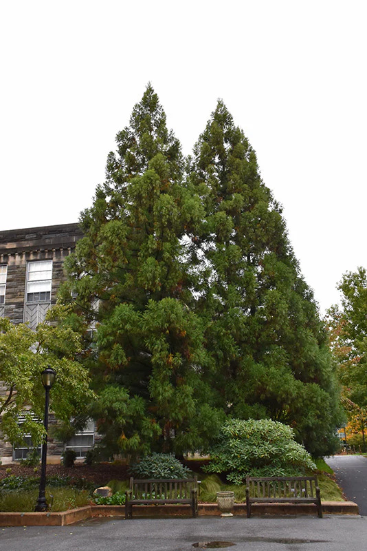 Yoshino Japanese Cedar
