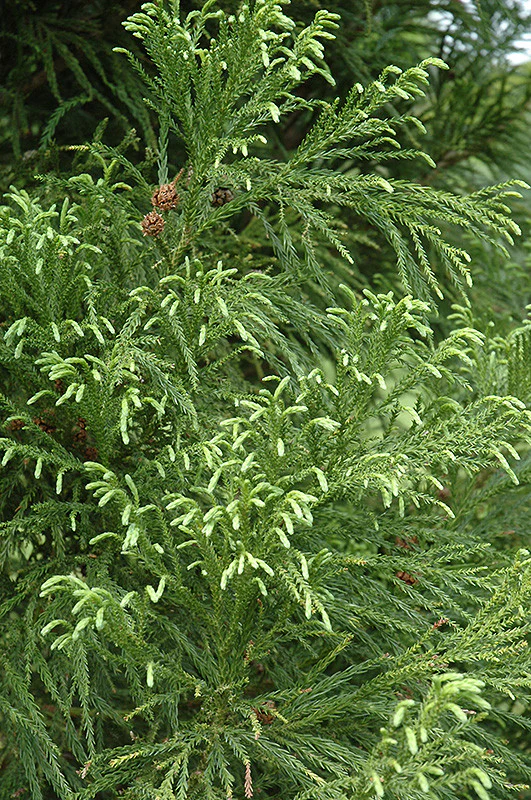 Yoshino Japanese Cedar - Image 2