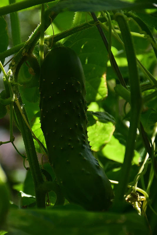 Bush Champion Cucumber