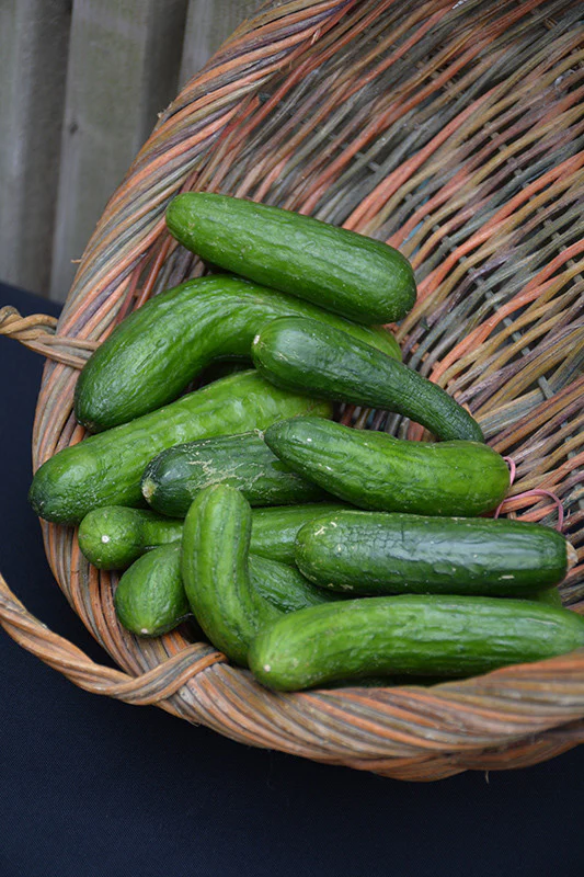 Salad Bush Cucumber