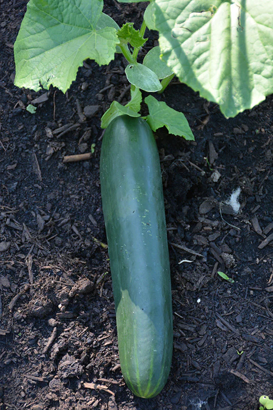 Straight Eight Cucumber