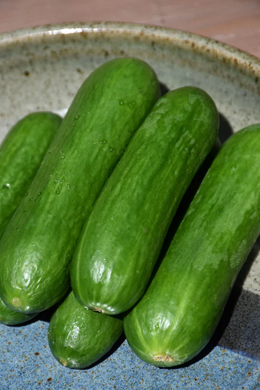Straight Eight Cucumber - Image 2