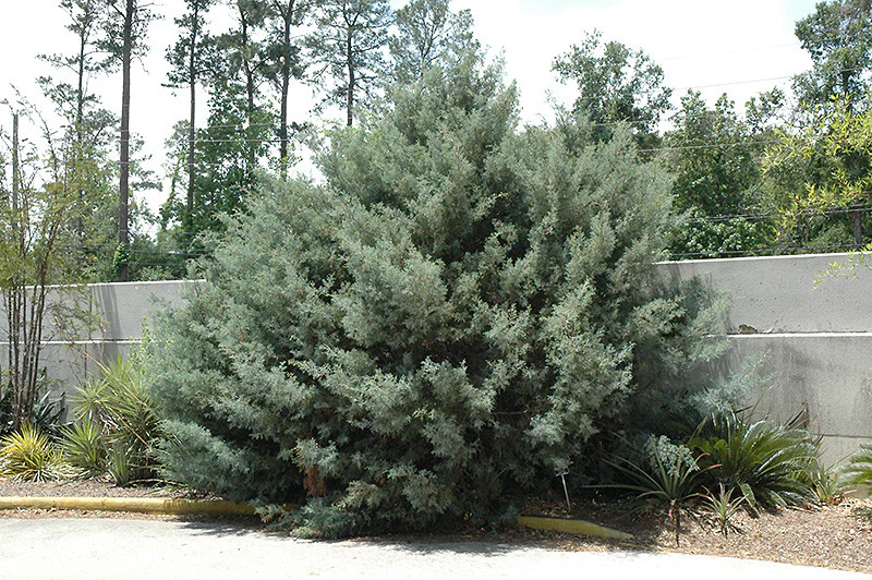 Carolina Sapphire Arizona Cypress