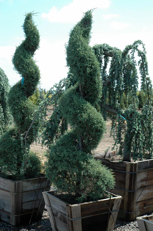 Carolina Sapphire Arizona Cypress - Image 3
