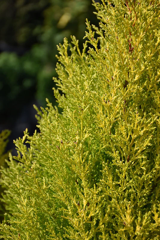 Lemon Cypress