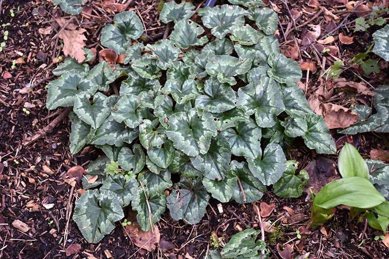Persian Cyclamen