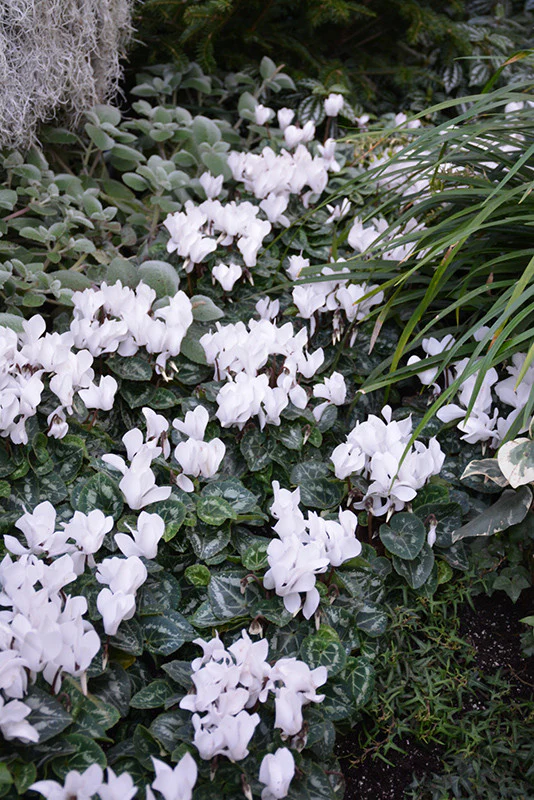 Metis Pure White Cyclamen - Image 2
