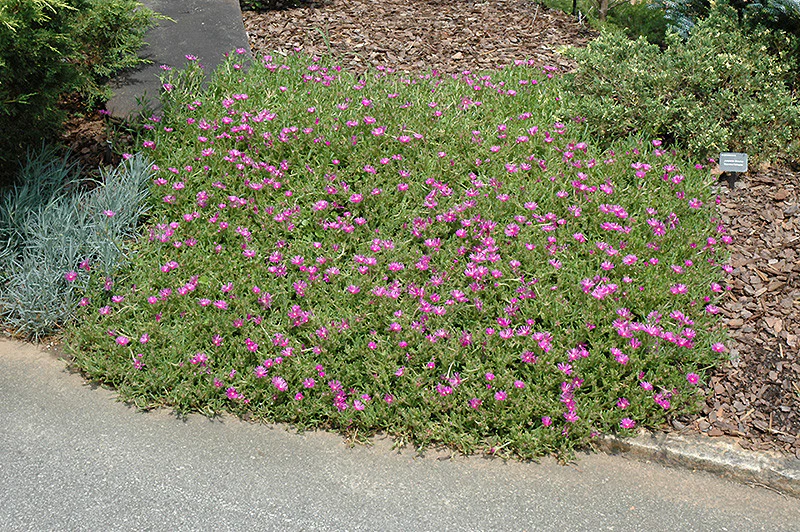Purple Ice Plant - Image 2
