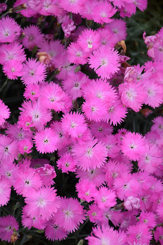 Firewitch Pinks