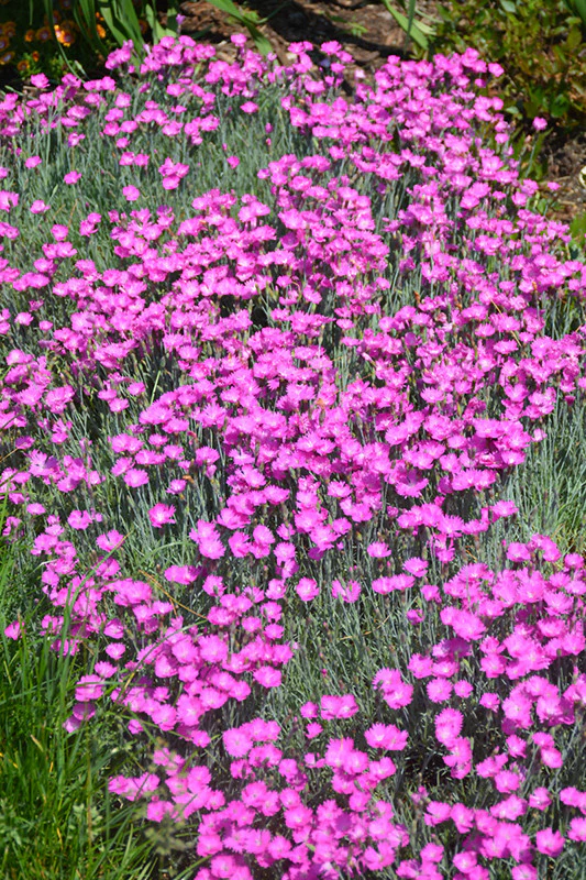Firewitch Pinks - Image 2
