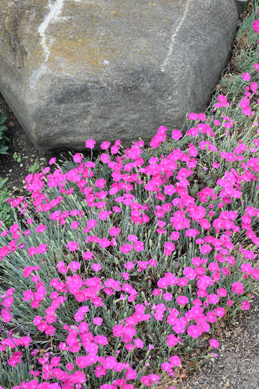 Firewitch Pinks - Image 3