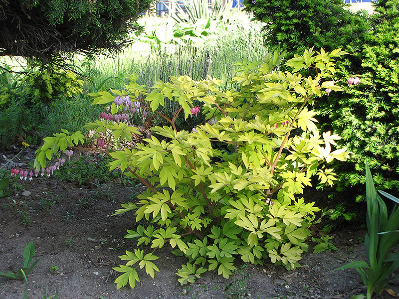 Gold Heart Bleeding Heart - Image 2