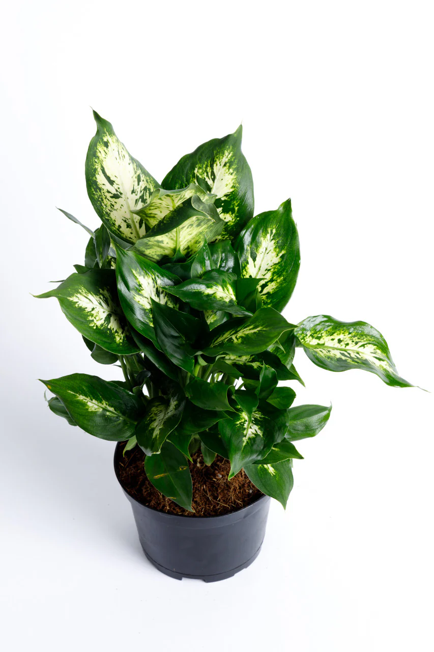 Dumb Cane Dieffenbachia - Image 3
