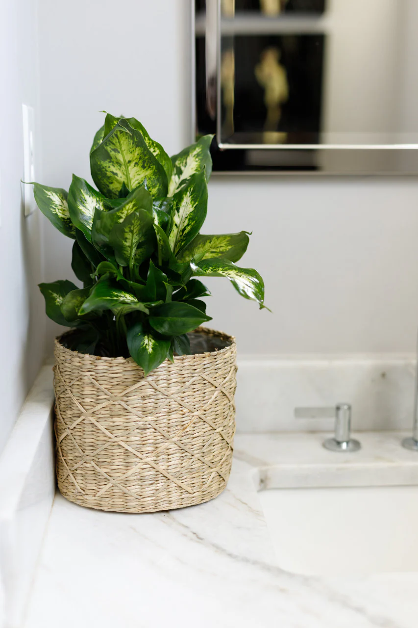 Dumb Cane Dieffenbachia - Image 4