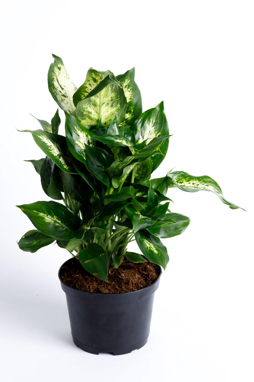 Dumb Cane Dieffenbachia - Image 5