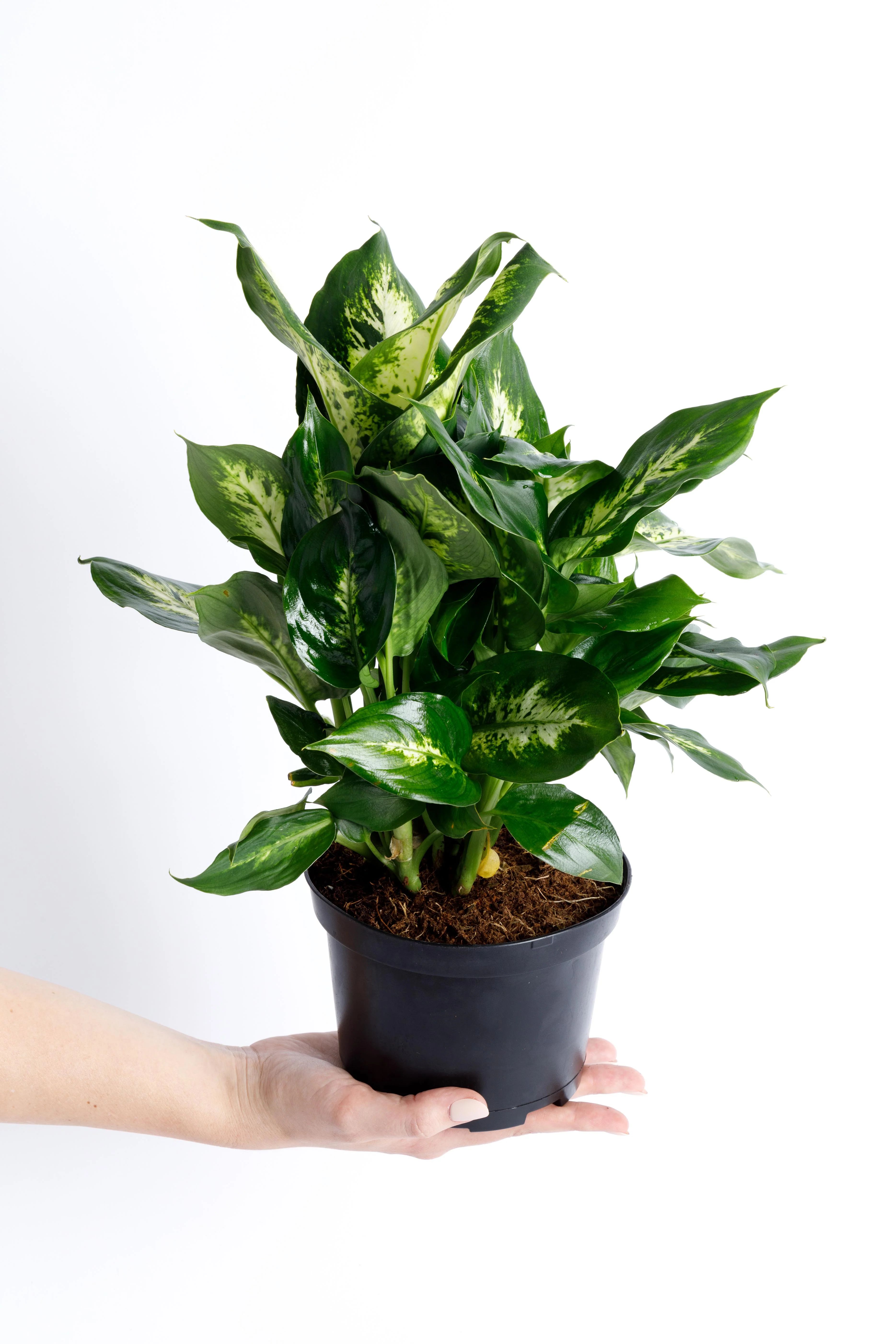 Dumb Cane Dieffenbachia - Image 6