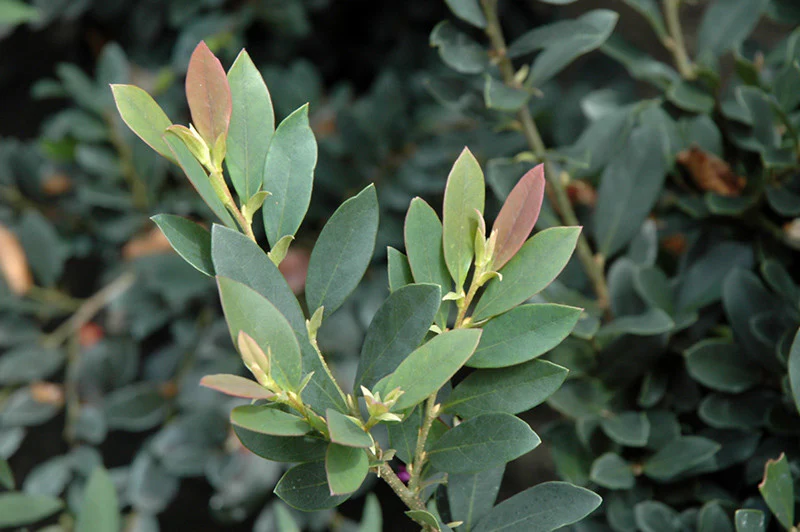 Coppertone Evergreen Distylium