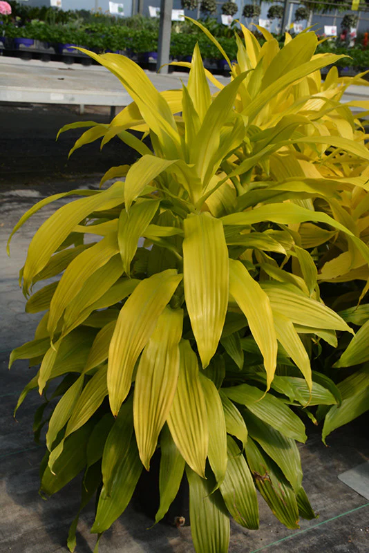Limelight Dracaena
