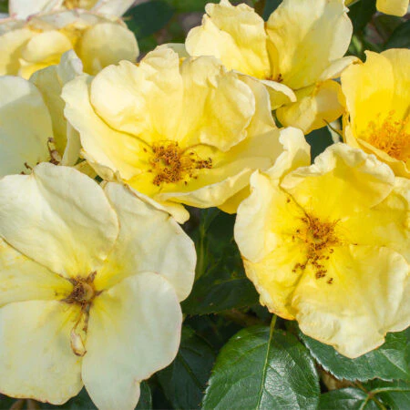 East Bee-zy Knock Out Rose Pulp Pot
