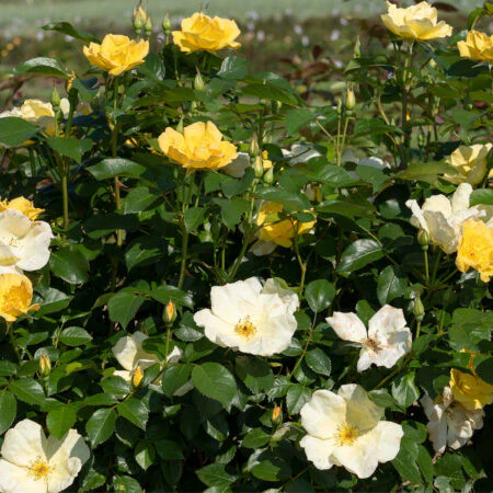 East Bee-zy Knock Out Rose Pulp Pot - Image 2