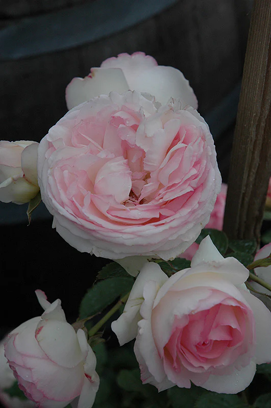 Eden Climbing Rose - Image 3