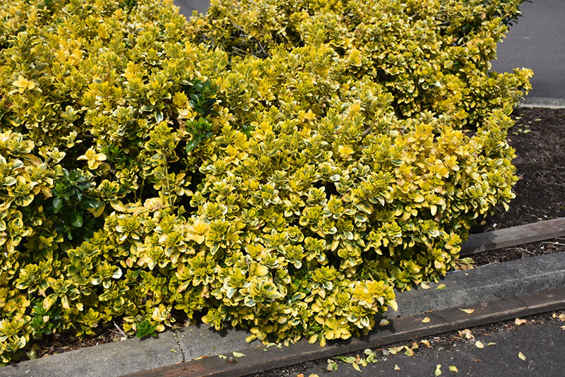 Gold Variegated Japanese Euonymus - Image 2