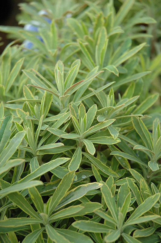 Ascot Rainbow Variegated Spurge