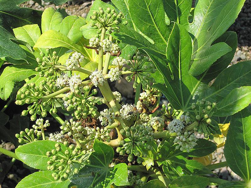 Japanese Fatsia - Image 3