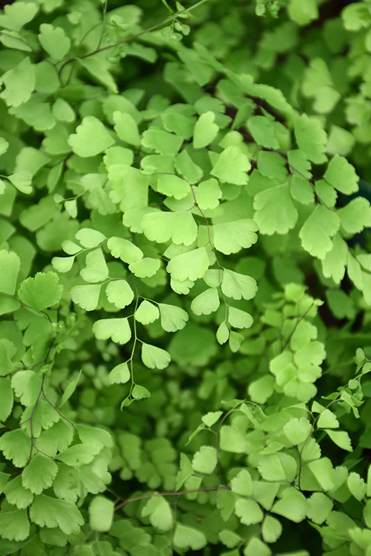 Delta Maidenhair Fern