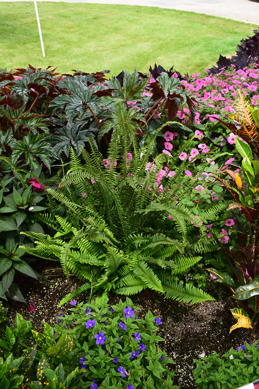 Kimberly Queen Australian Sword Fern
