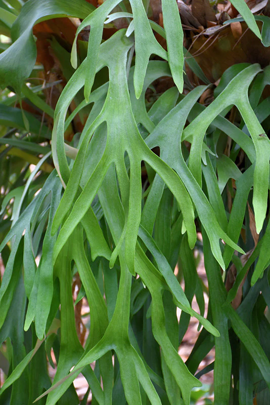 Staghorn Fern