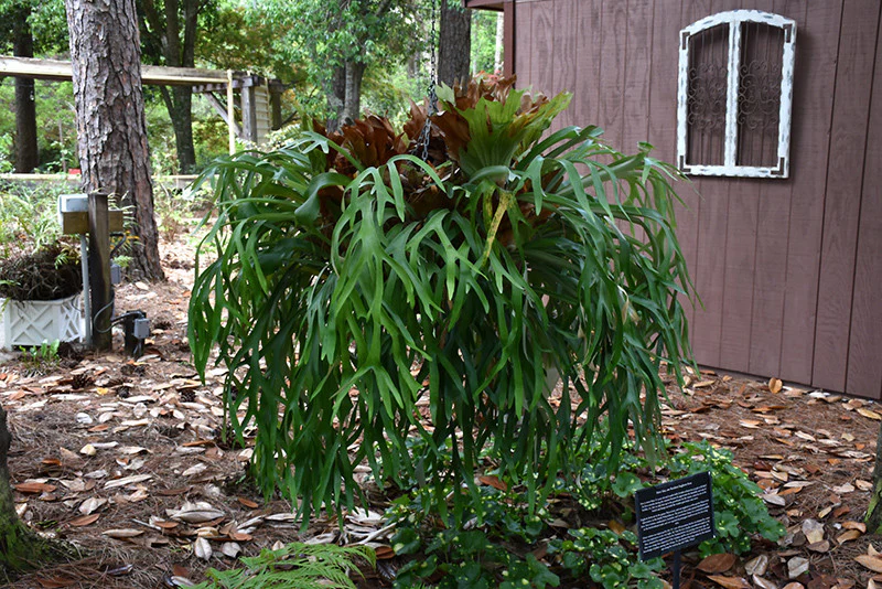 Staghorn Fern - Image 2