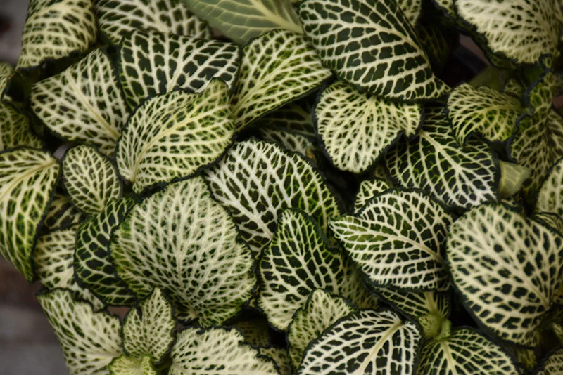 Mosaic Plant