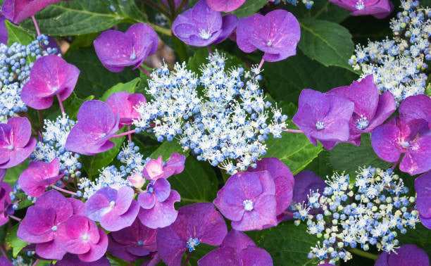 Florist Lacecap Hydrangea - Image 3