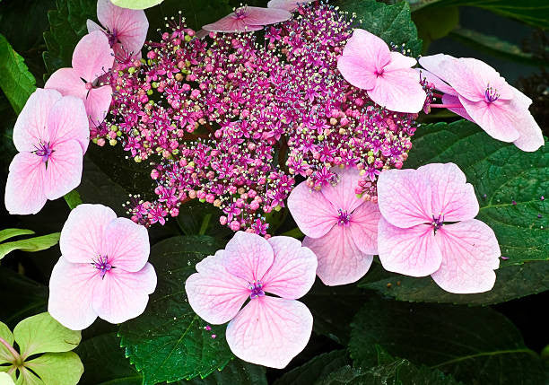 Florist Lacecap Hydrangea - Image 4