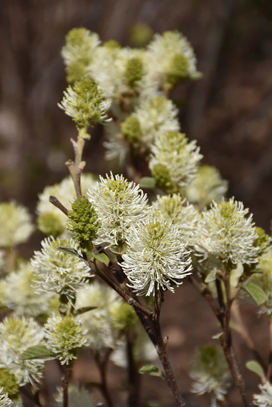 Mt. Airy Fothergilla