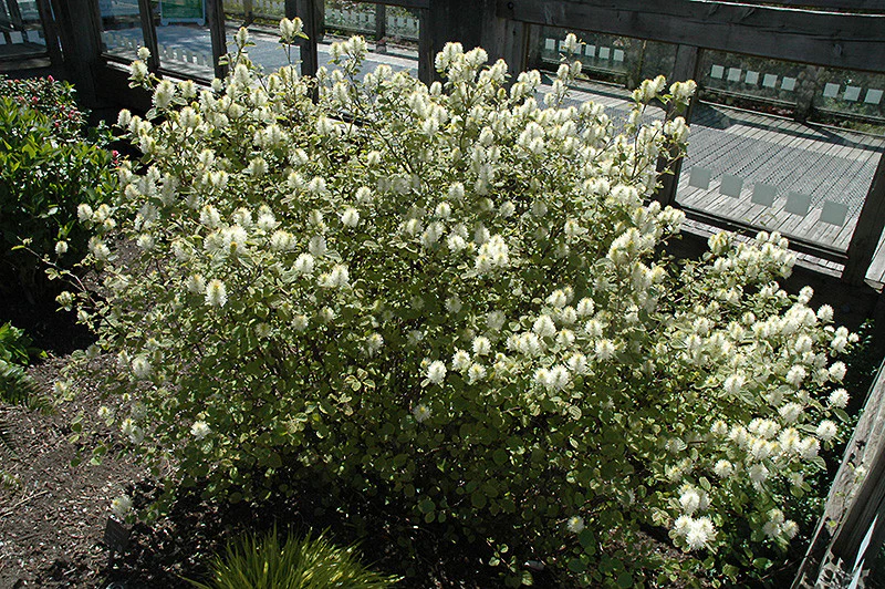 Mt. Airy Fothergilla - Image 2