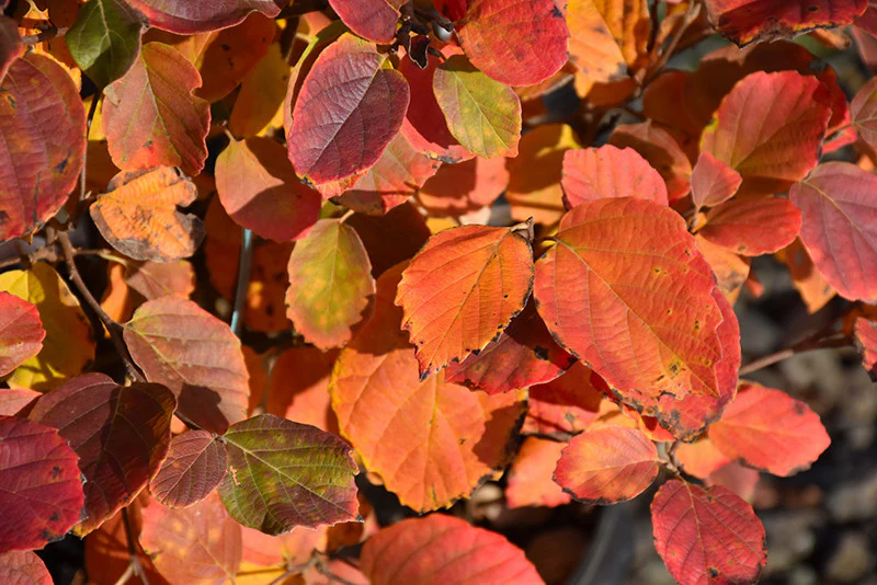 Mt. Airy Fothergilla - Image 3