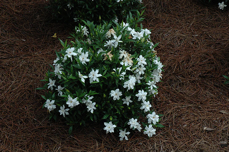 Frost Proof Hardy Gardenia - Image 2