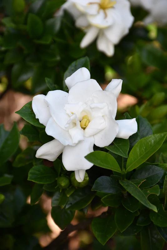 Jubilation Gardenia