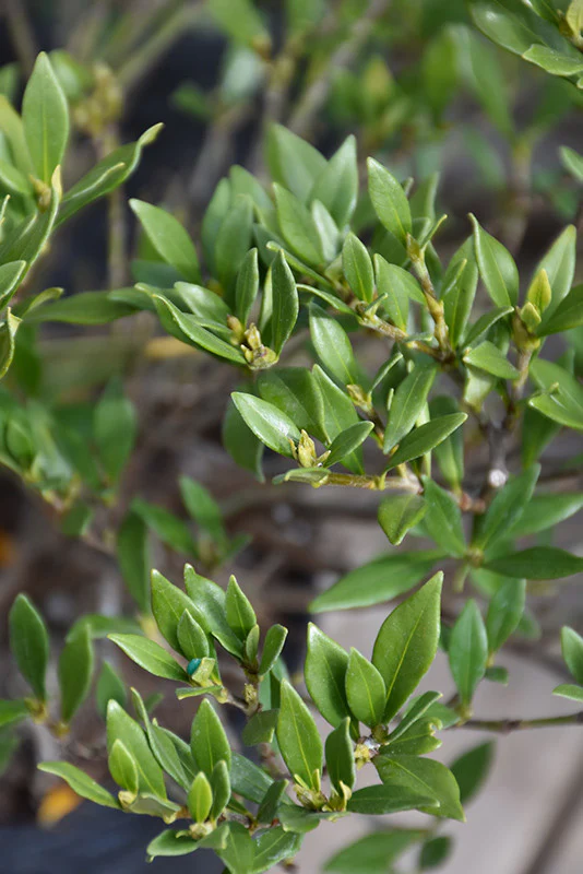 Radicans Miniature Gardenia - Image 3