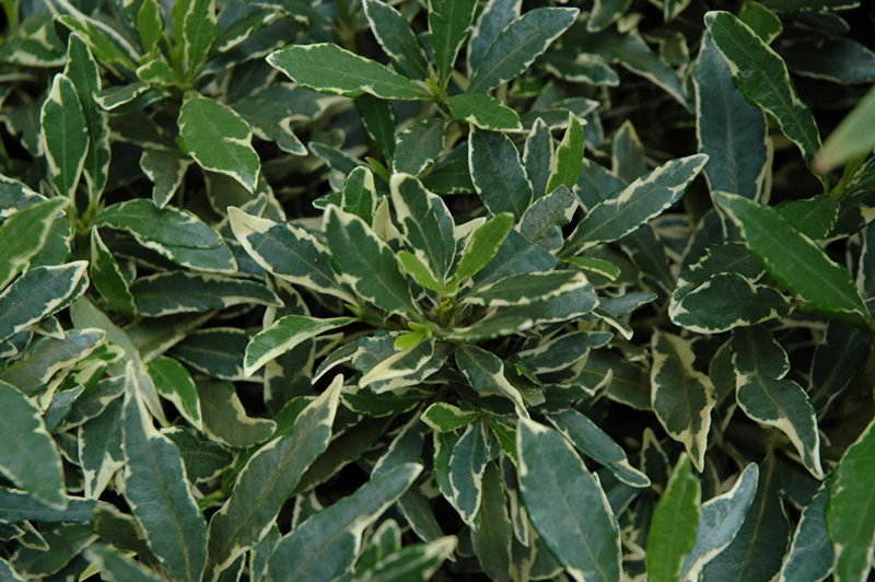 Variegated Radicans Gardenia